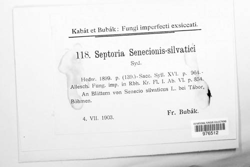 Septoria senecionis-silvatici image